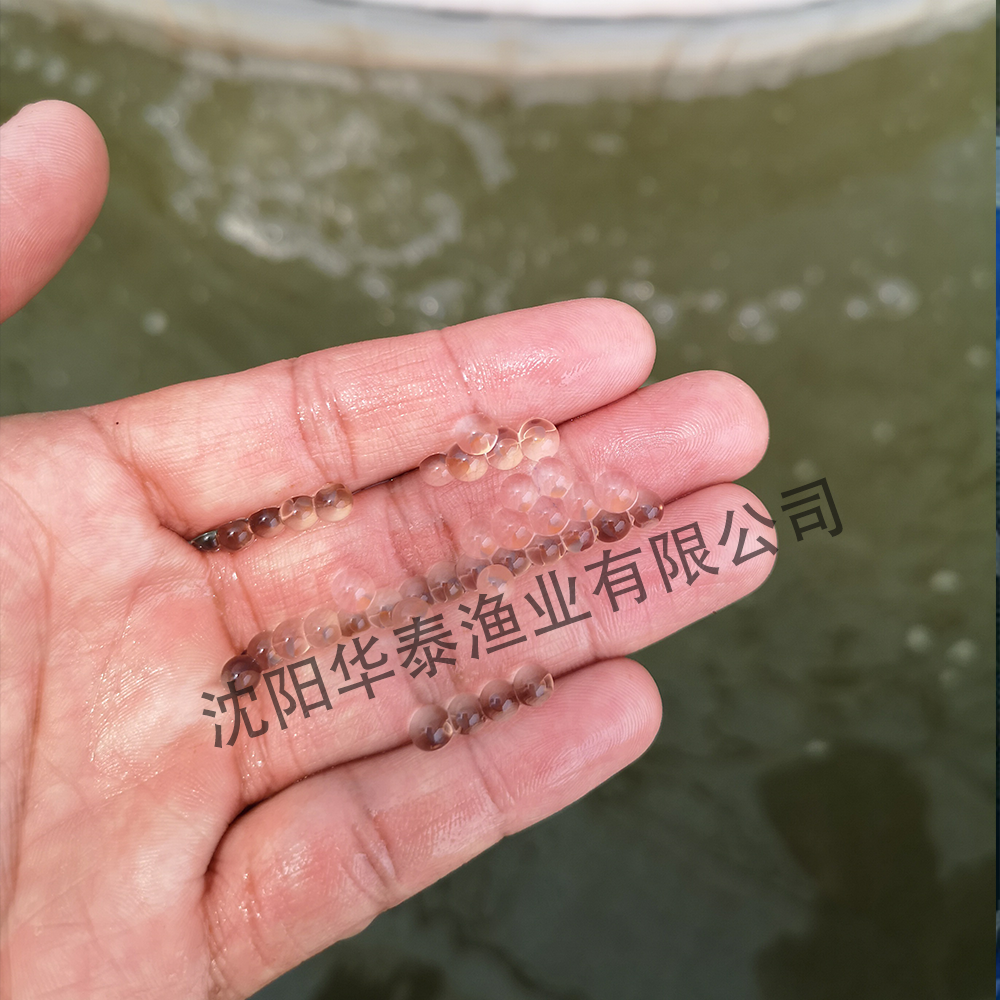 &#20122;&#23089;&#20307;&#32946;